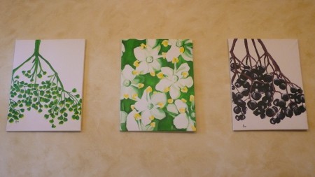 Bodza bimbók, virágok és bogyók - Sambucus nigra (akril)